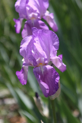 Iris × germanica