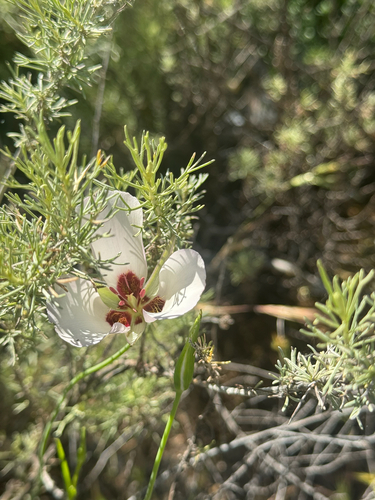 iNaturalist observation photo of Catalina mariposa lily