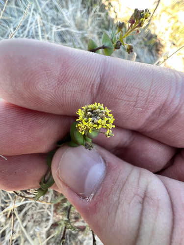 Clasping pepperweed (Lepidium perfoliatum)