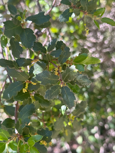 iNaturalist observation photo of Quercus berberidifolia × dumosa