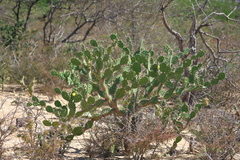 Opuntia caracassana