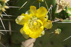 Opuntia caracassana