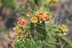 Opuntia caracassana