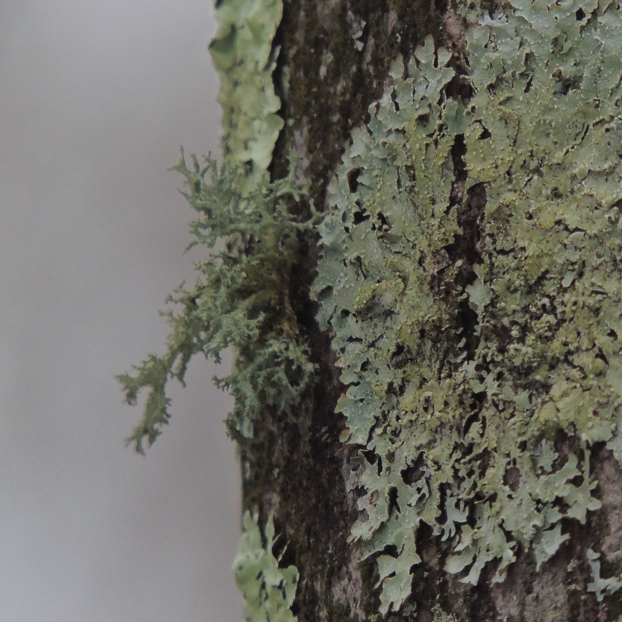Evernia mesomorpha image