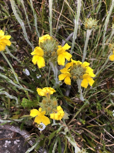 Goodenia glomerata, 2024-10-28