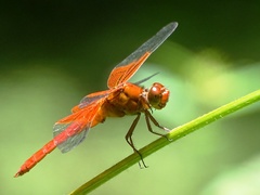 Libellula gaigei