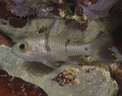 Pristicon rhodopterus observed 2026-03-04