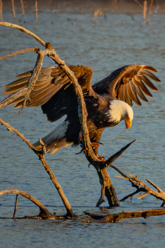 Bald Eagle photographed in Ohio