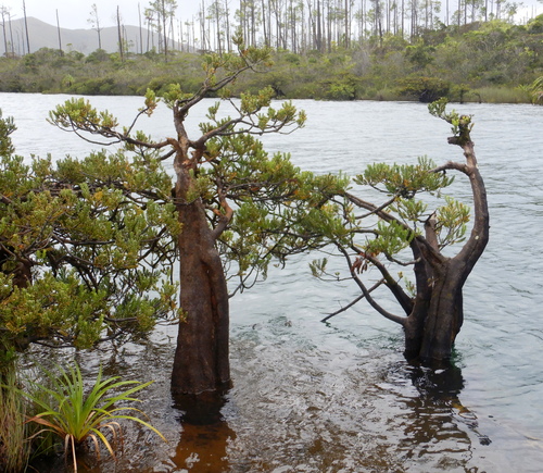 Retrophyllum minus observed 2026-03-19