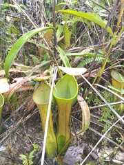 Nepenthes reinwardtiana