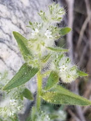 Cryptantha barbigera