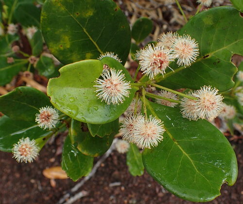 Codia nitida observed 2026-03-19