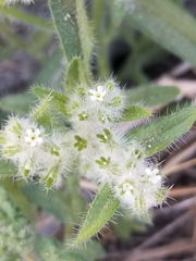 Cryptantha barbigera