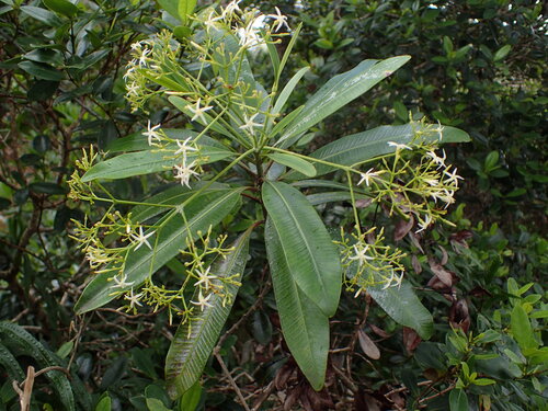 Alstonia lenormandii observed 2026-03-19