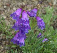 Penstemon hallii