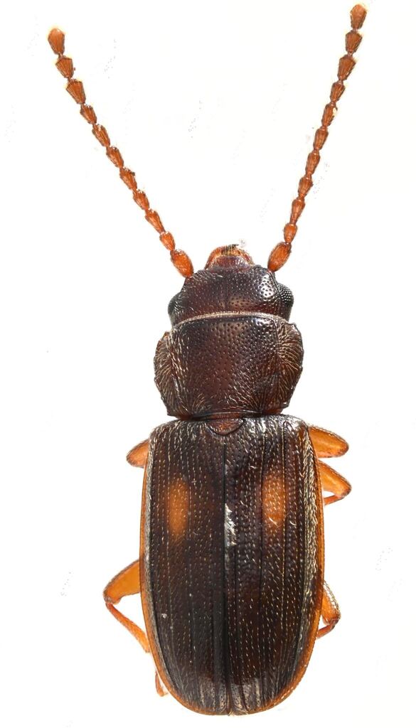 Laemophloeus shastanus