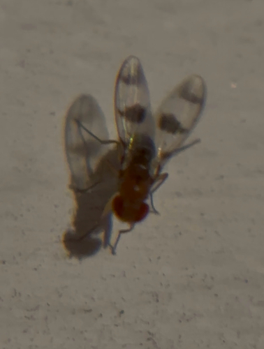 Unknown species found near Texanna Way, Holly Springs, NC, US