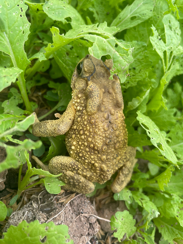 Asian Common Toad
