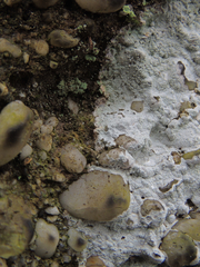 Phlyctis petraea