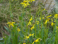 Senecio amplectens