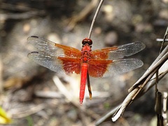 Libellula gaigei