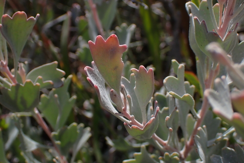 coastal jugflower (Adenanthos cuneatus)