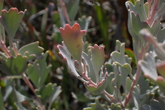 Adenanthos cuneatus, photograph (c) Em Lamond, some rights reserved (CC BY)