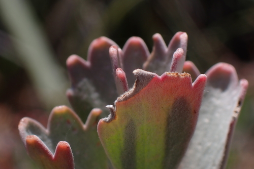 Adenanthos cuneatus, photograph 6