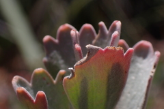 Adenanthos cuneatus, photograph (c) Em Lamond, some rights reserved (CC BY)