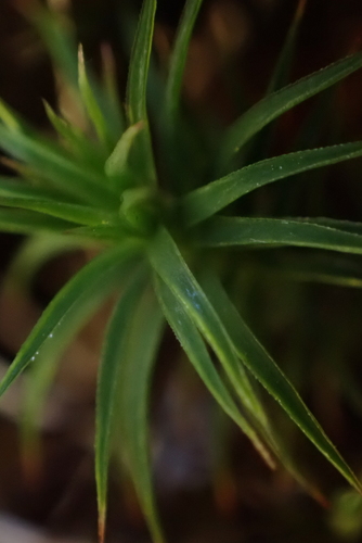 Alpine Haircap Moss (Polytrichastrum alpinum)