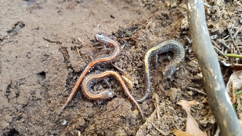Plethodon angusticlavius