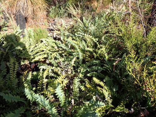 Drummond's Dryandra (Banksia drummondii)