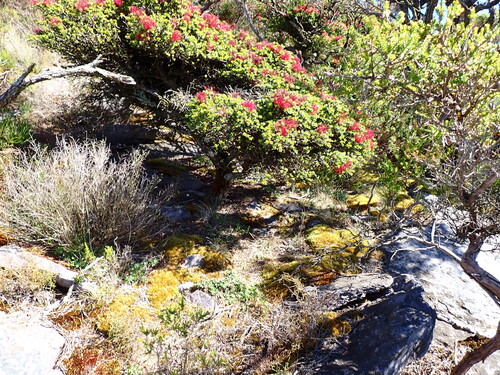 dark beaufortia (Melaleuca anisandra)