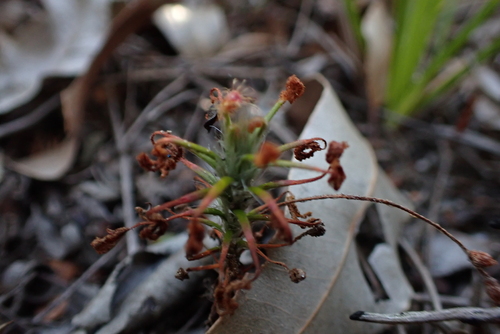 Drosera scorpioides (Drosera scorpioides)