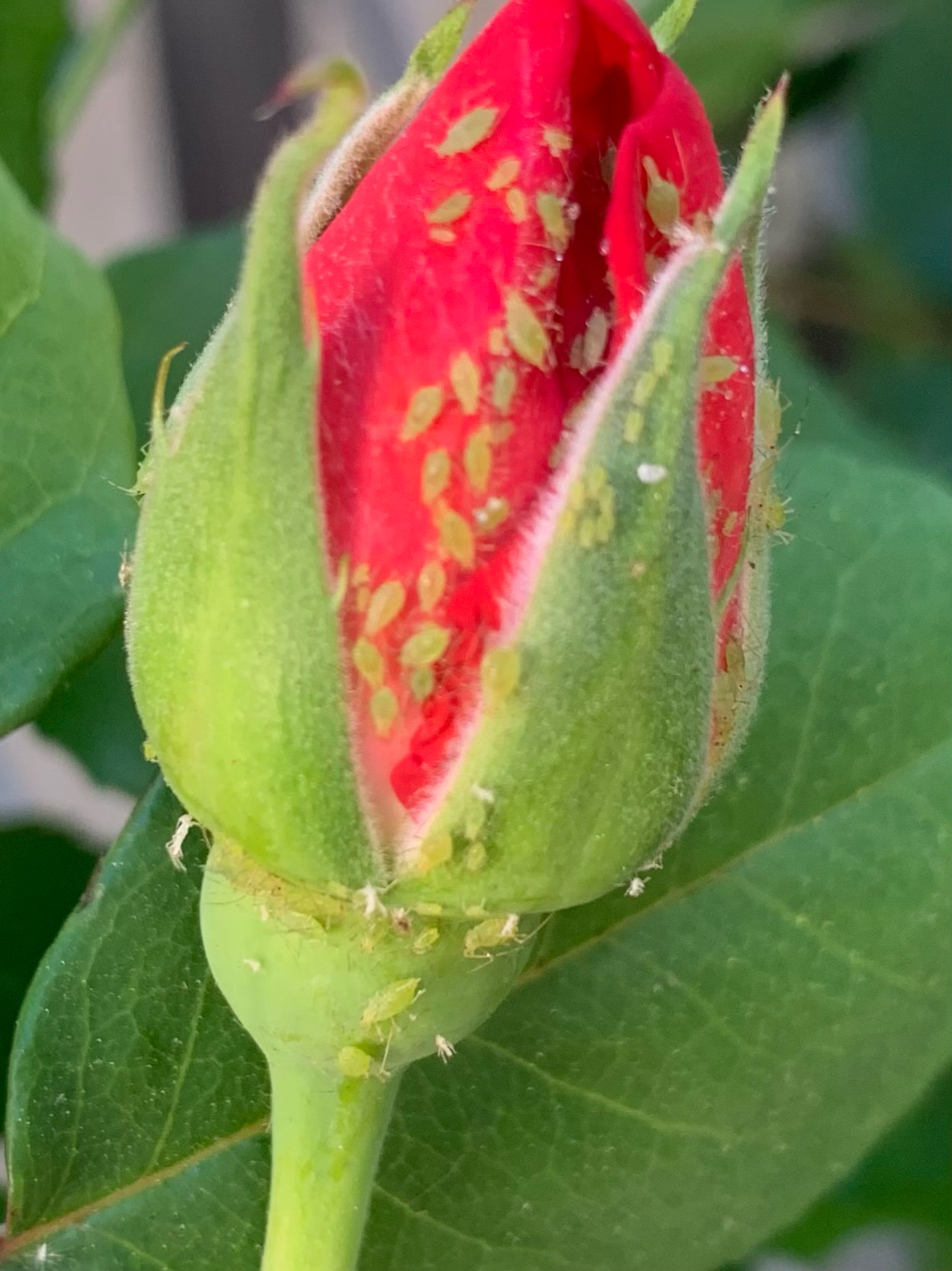 Große Rosenblattlaus