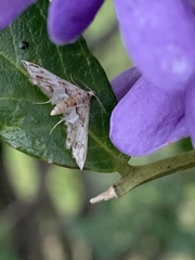 Oxyelophila callista