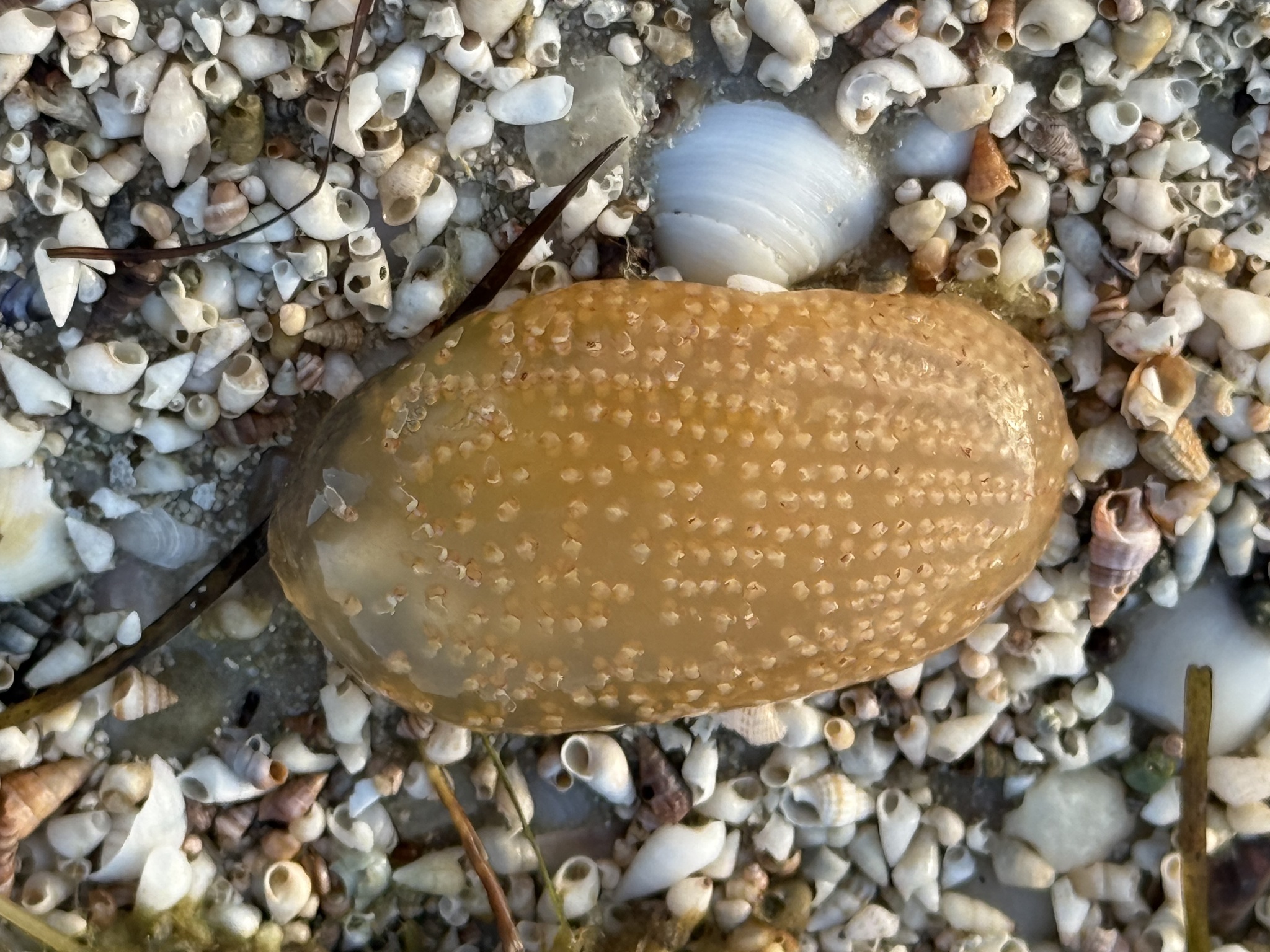 Sycozoa pulchra (Herdman, 1886)