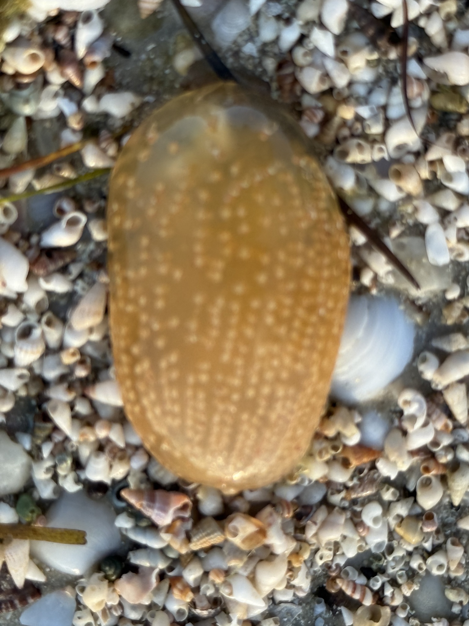Sycozoa pulchra (Herdman, 1886)