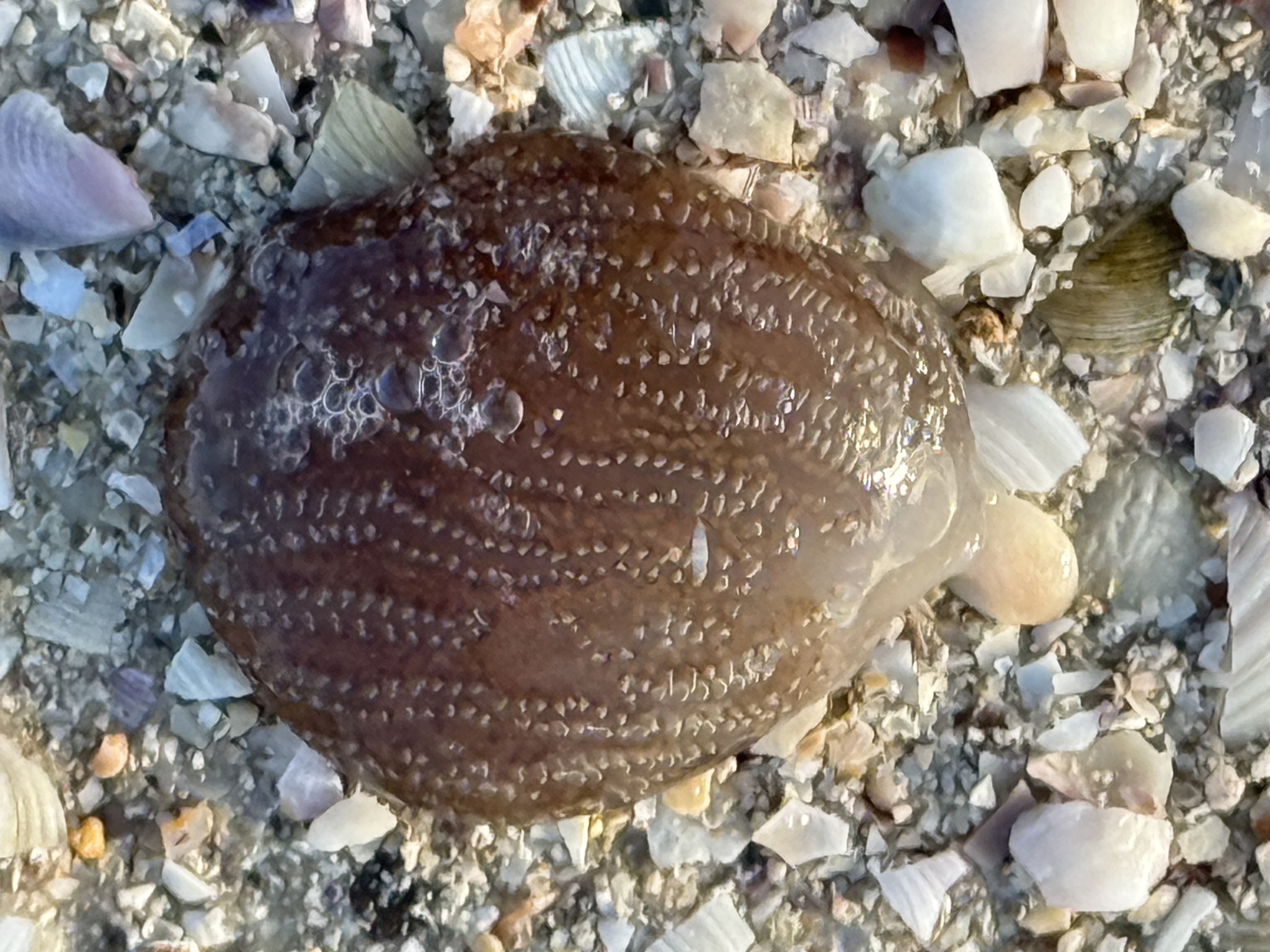 Sycozoa pulchra (Herdman, 1886)