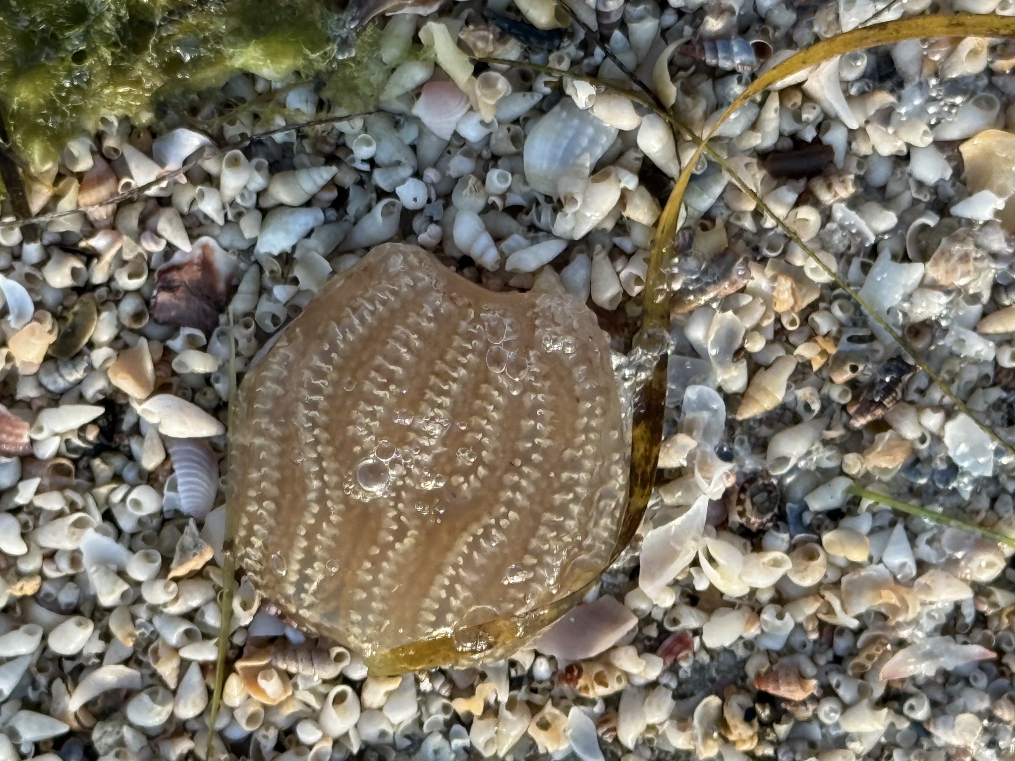 Sycozoa pulchra (Herdman, 1886)