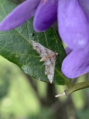 Oxyelophila callista