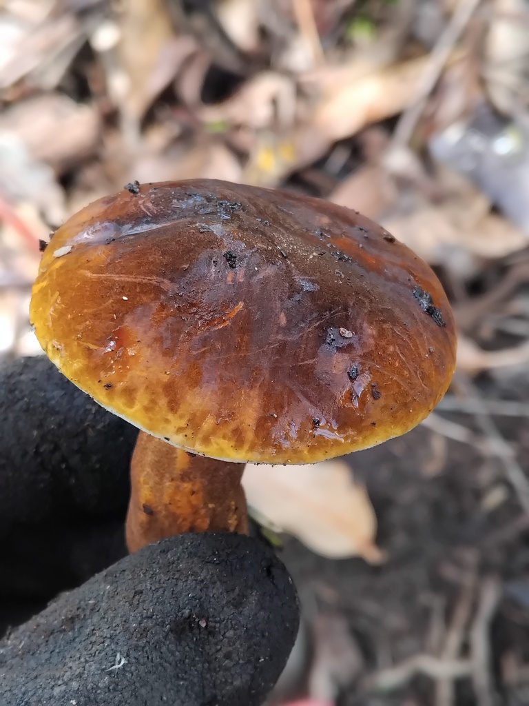 Gyroporus mcnabbii
