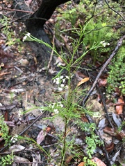 Platysace linearifolia