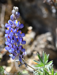 Lupinus mutabilis