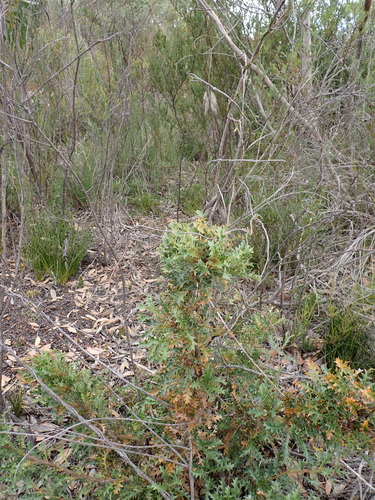 prickly dryandra (Banksia armata)