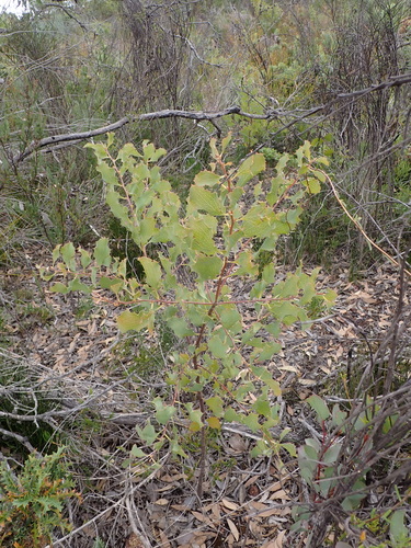 Wavy-leaved Hakea (Hakea undulata)
