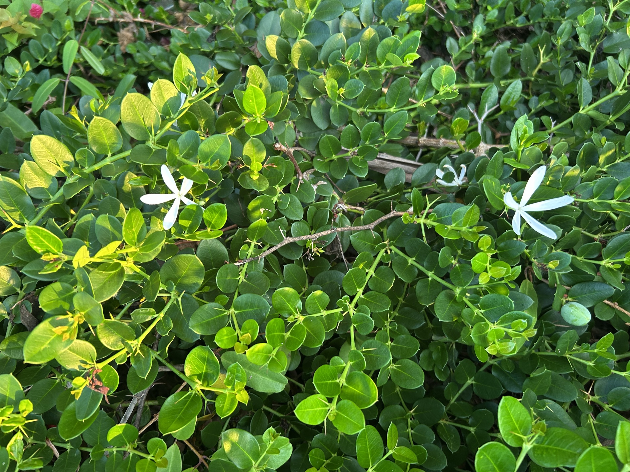Natal Plum (Carissa macrocarpa)