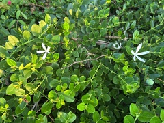 Natal Plum (Carissa macrocarpa)