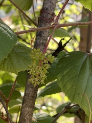 Vitis tiliifolia