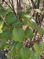 Vitis tiliifolia